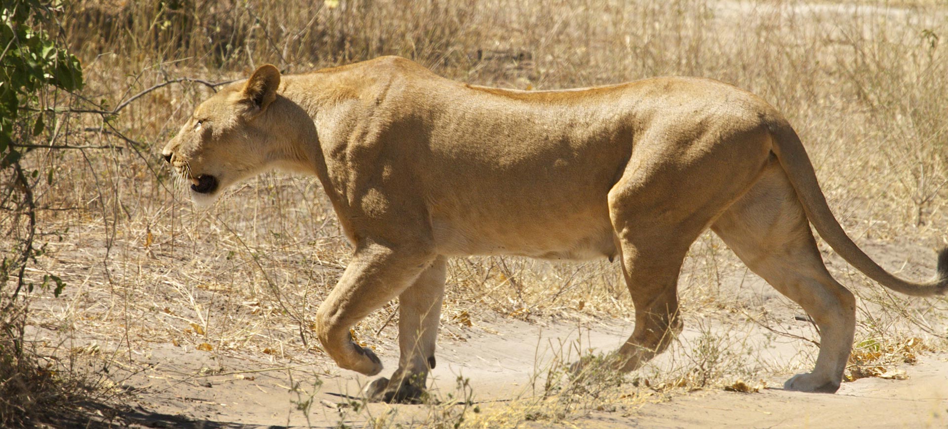 Chobe day trip from Victoria Falls