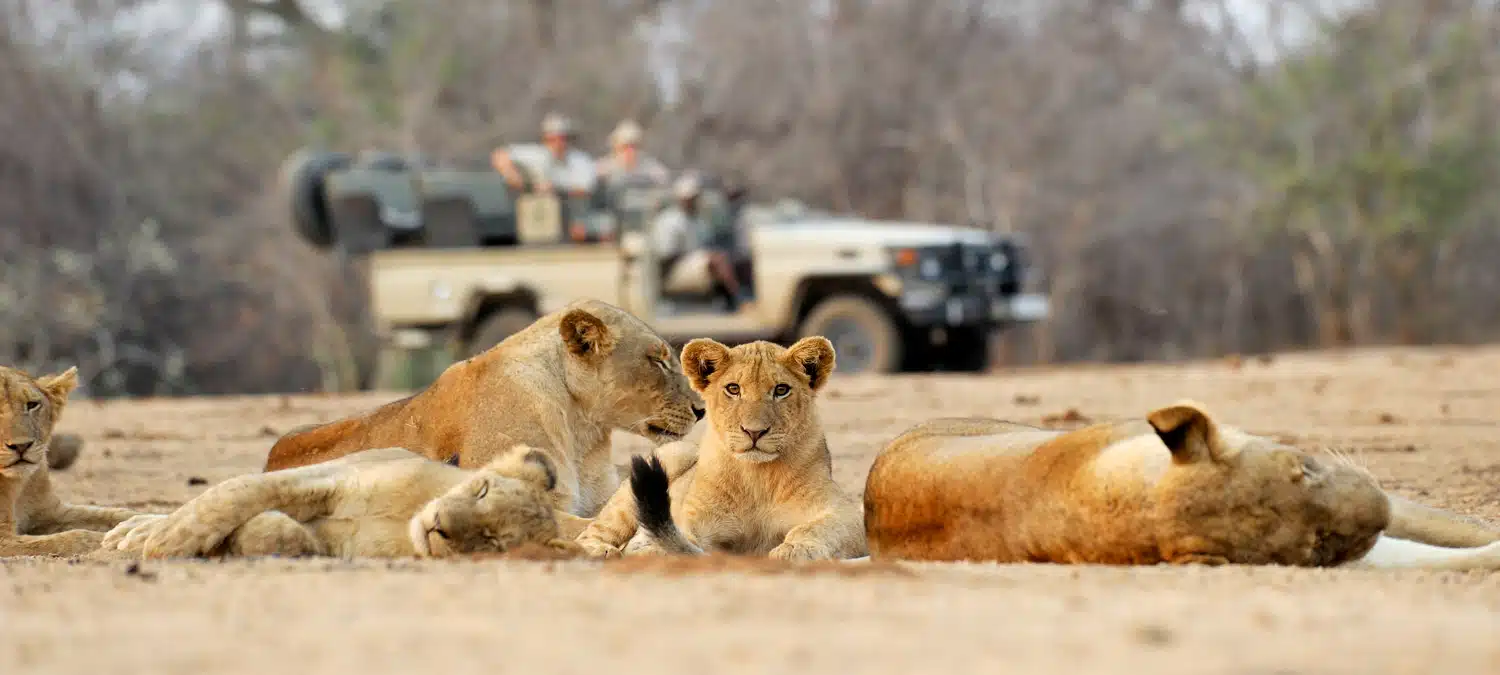 Zambezi National Park game drive