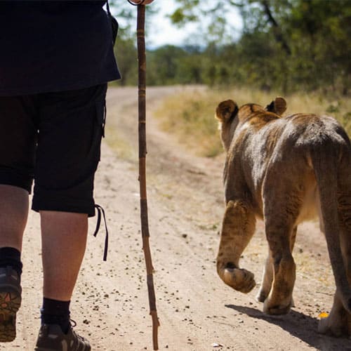 Lion Encounter Victoria Falls