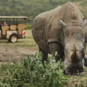 rhino search game drive & dinner