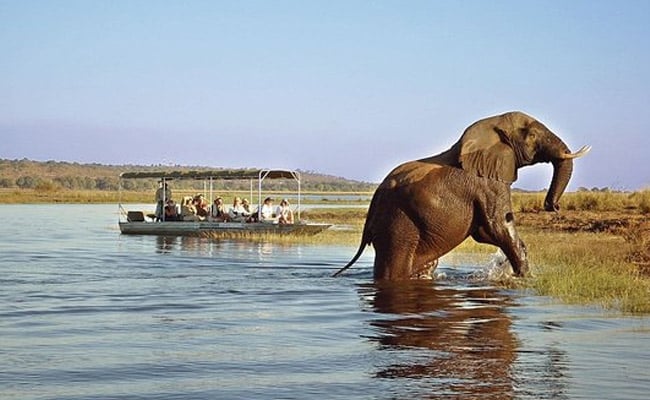 Chobe day trip from Victoria Falls