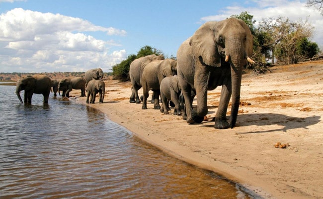Chobe day trip from Victoria Falls