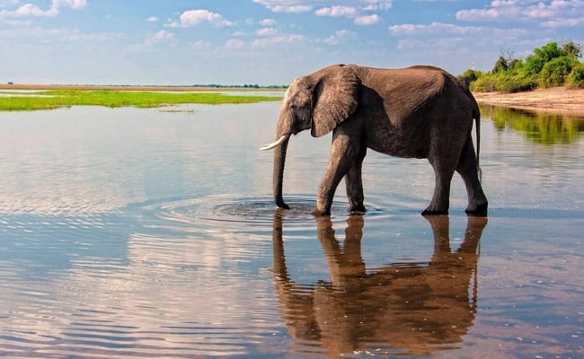 Chobe day trip from Victoria Falls