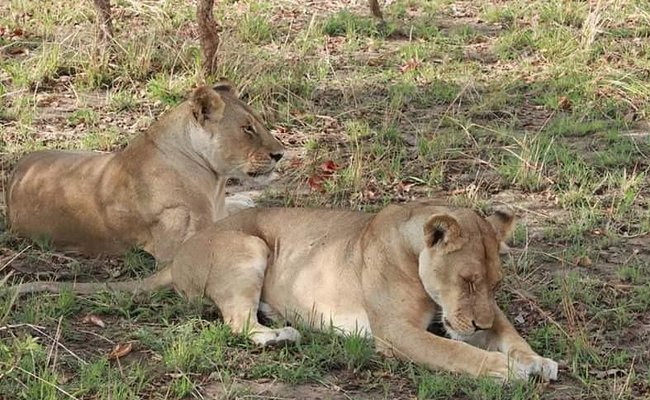 Chobe day trip from Victoria Falls