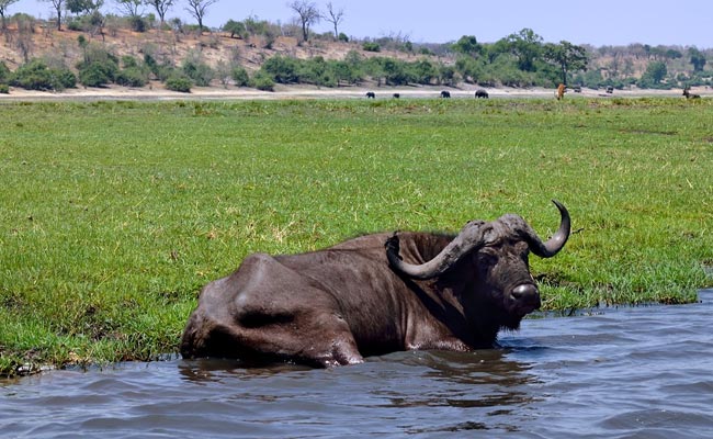 Chobe day trip from Victoria Falls