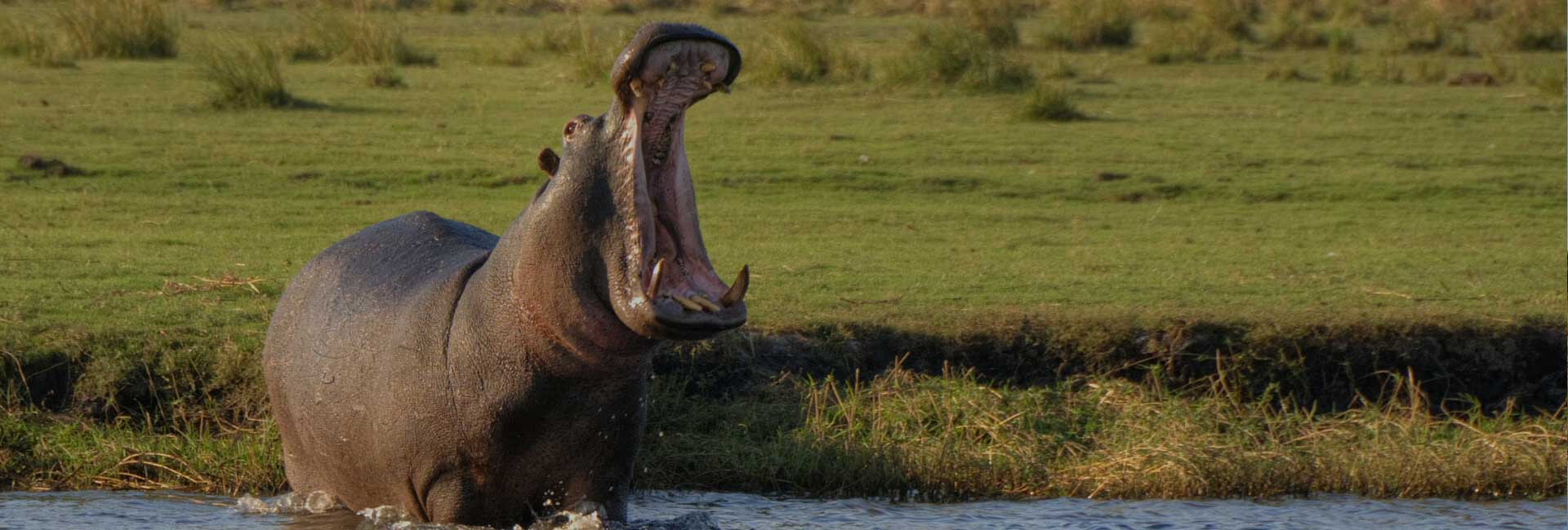 Chobe day trip from Victoria Falls