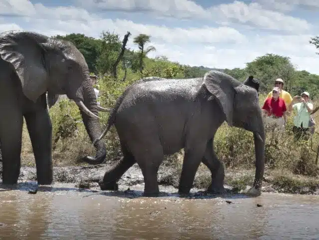 Elephant Encounter Victoria Falls