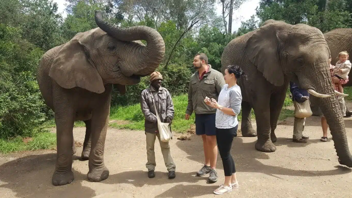 Elephant Encounter Victoria Falls