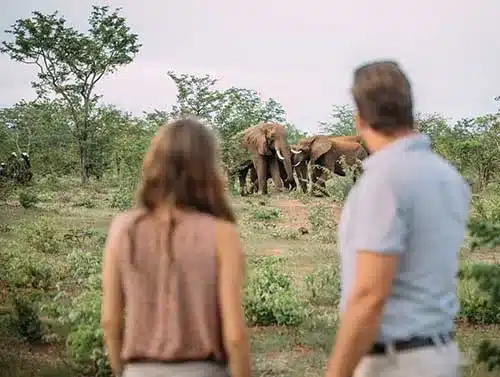 Elephant Encounter Victoria Falls