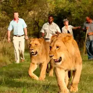 lion encounter victoria falls