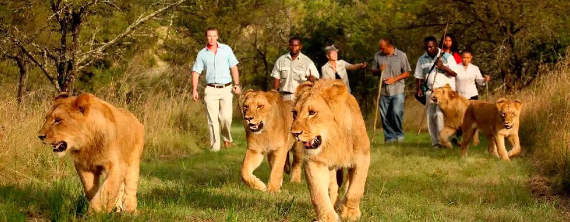 Lion Encounter Victoria Falls