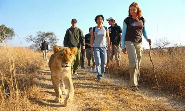 Lion Encounter Victoria Falls