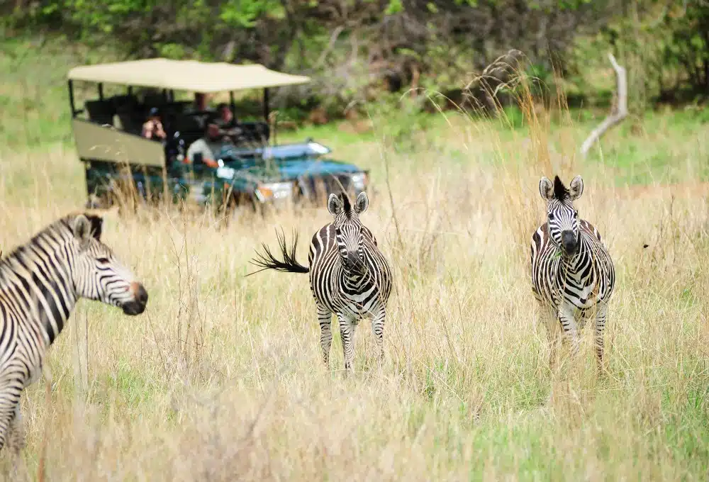 Zambezi National Park game drive
