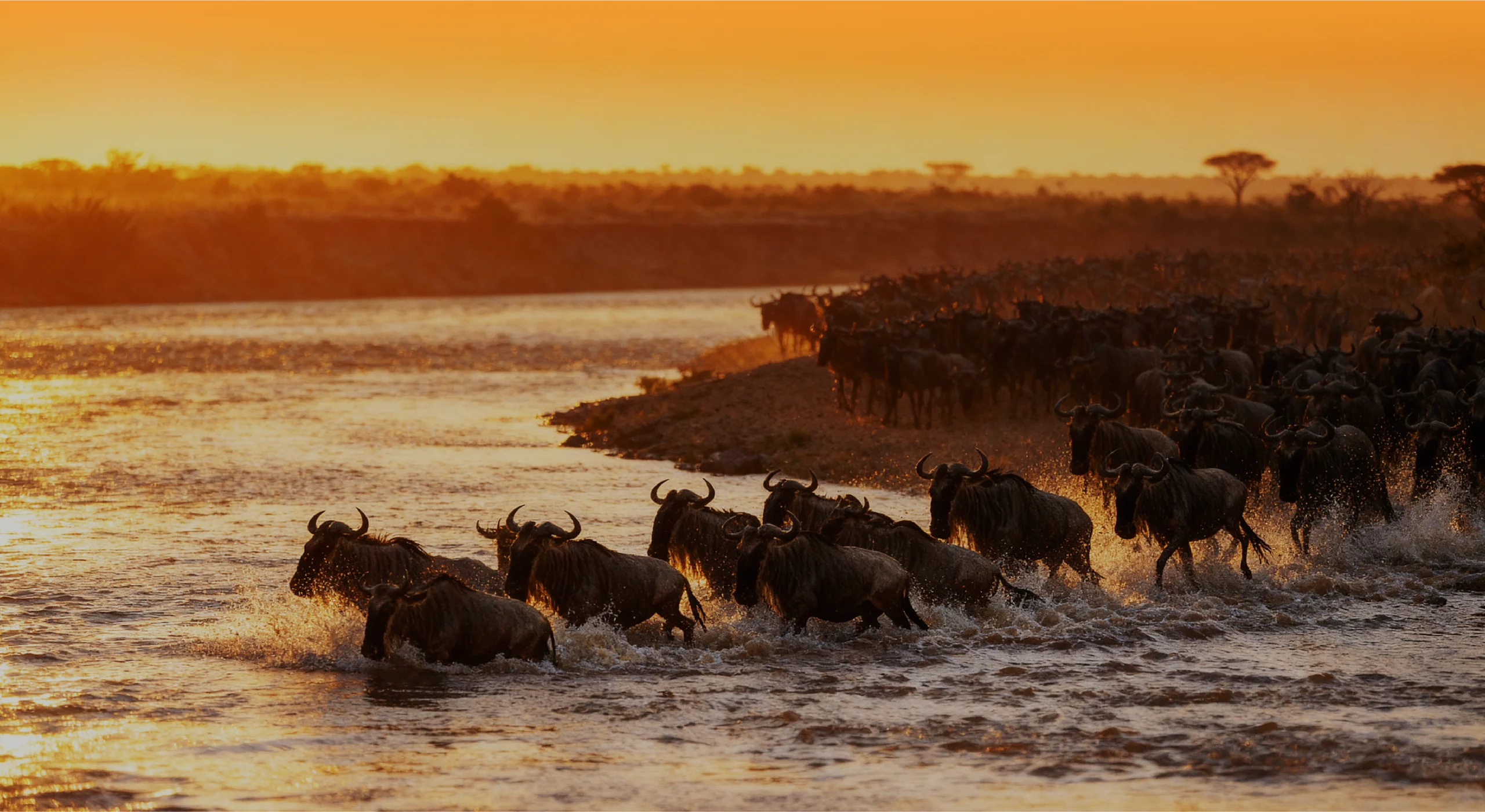 Wildebeest beside a river in golden evening light