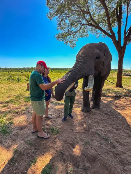 Through the Eyes of an Elephant