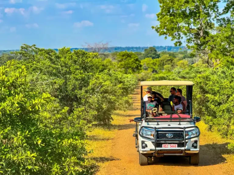 Game Drive, Rhino Search, Night Drive, Game Walk